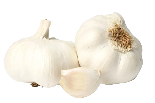 Garlic